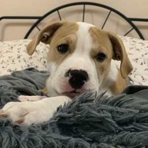 Meet your Posher, Carmela